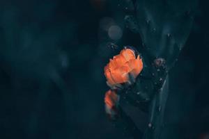 orange prickly pear flower on a cactus in a garden on a dark green background photo