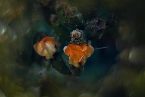 orange prickly pear flower on a cactus in a garden on a dark green background photo