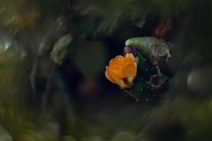 naranja espinoso Pera flor en un cactus en un jardín en un oscuro verde antecedentes foto