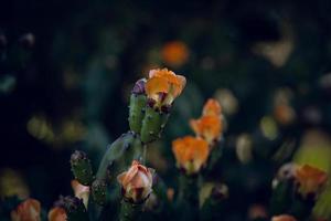 orange prickly pear flower on a cactus in a garden on a dark green background photo