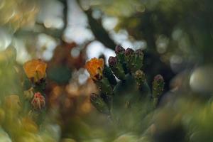 naranja espinoso Pera flor en un cactus en un jardín en un oscuro verde antecedentes foto