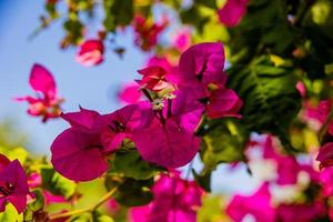 delicate pink bougainvillea flower on a tree on a warm spring day photo