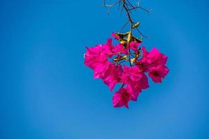 pink twig with buganvilias flowers against the blue cloudless sky photo