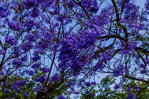 purple jacaranda flower mimosifolia on a tree on a spring day photo