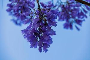 purple jacaranda flower mimosifolia on a tree on a spring day photo