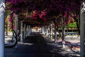 pasarela en el parque en un primavera día con floreciente púrpura buganvilias flores foto