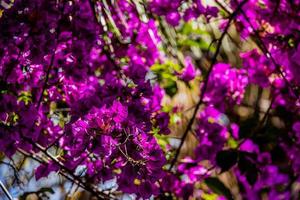 delicate pink bougainvillea flower on a tree on a warm spring day photo