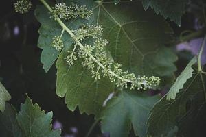 flower of grapes over a green background of leaves on the vine in spring day photo