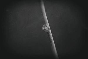 snail on a plant stem over a green background in close-up in a meadow photo