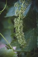 flower of grapes over a green background of leaves on the vine in spring day photo