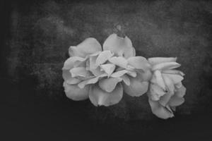 beautiful white delicate rose on a dark background closeup photo