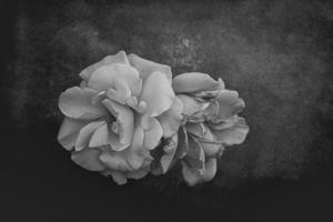 beautiful white delicate rose on a dark background closeup photo