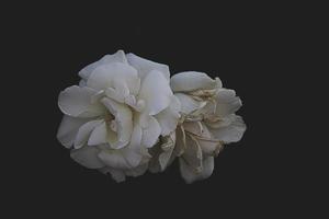 hermosa blanco delicado Rosa en un oscuro antecedentes de cerca foto