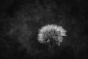 white dandelion in the meadow over green background photo