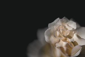 delicado blanco Rosa en el jardín en contra un oscuro antecedentes en el rayos de el Dom foto