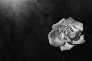 delicate white rose in the garden against a dark background in the rays of the sun photo