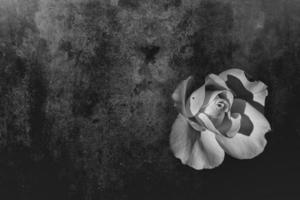 delicate white rose in the garden against a dark background in the rays of the sun photo