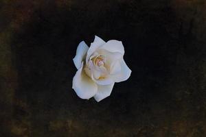 delicate white rose in the garden against a dark background in the rays of the sun photo