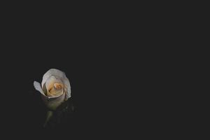 delicate white rose in the garden against a dark background in the rays of the sun photo