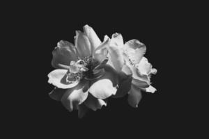 delicate white rose in the garden against a dark background in the rays of the sun photo