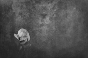 delicate white rose in the garden against a dark background in the rays of the sun photo