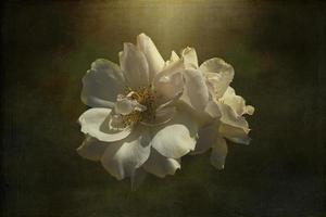 delicate white rose in the garden against a dark background in the rays of the sun photo