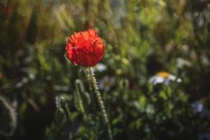 wild red poppies on a spring meadow in warm sunshine photo