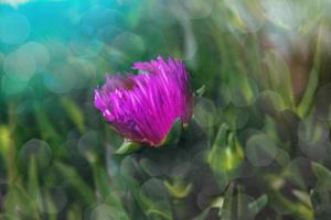 purple edible spring flower over a green background in warm sunshine photo