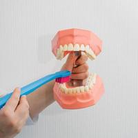 A dentist in a white coat holds a mock-up of a jaw with teeth in close-up. Shows how to brush your teeth with a toothbrush. The concept of healthy teeth photo