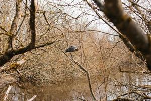 Heron sits on the branches of a tree near the lake in early spring photo