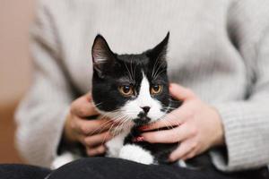 Cute black and white cat is sitting on the lap of the hostess, who is stroking him photo