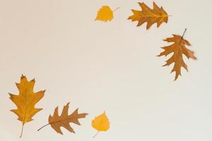 Autumn composition with fallen leaves on a light background. Background of autumn leaves. photo