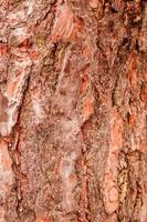 textura de ladrar de un abeto árbol foto