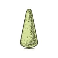 Sketch of topiary coniferous trees. Trimmed thuja cone triangle. Geometric trees for advertising and landscape design. Isolated on white background. Vector
