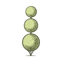 Sketch of topiary conifers. Sheared thuja sphere. Geometric trees for advertising and landscape design. Isolated on white background. Vector