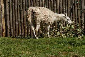 White lama eats photo