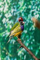 Beautiful birds Guldova Amadina Erythrura gouldiae sitting on a branch photo