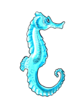 Seahorse aqua color.  PNG illustration marine animals.