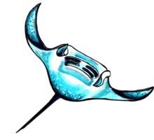 Ocean stingray aqua color.  PNG illustration marine animals.