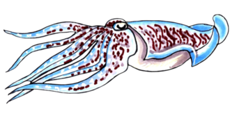 Blue squid with brown speckles. PNG illustration marine animals.