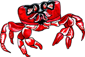 Sea crab red color.  PNG illustration marine animals.