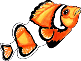 Amphiprion coral fish orange with black. png