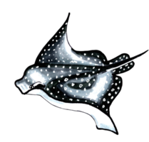 Black stingray with white speckles. PNG illustration marine animals.