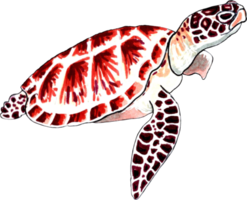 Sea turtle brown-red color. png