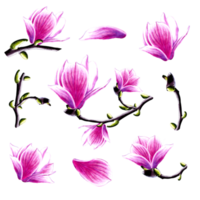 Set of magnolia flowers and branch with bud. png