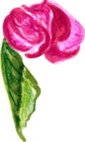 broto Rosa do maçã árvore. png