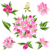 Set of flowers of apple tree with leaves and buds. png