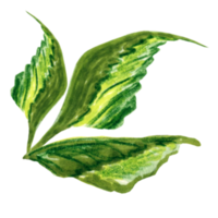 Three green leaves of apple tree. png