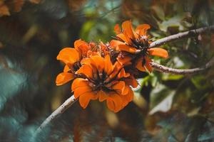 blooming orange exotic tree flowers closeup photo