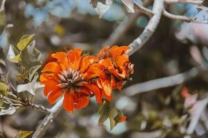 floreciente naranja exótico árbol flores de cerca foto